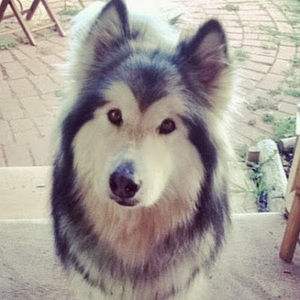 Meet your Posher, Blake